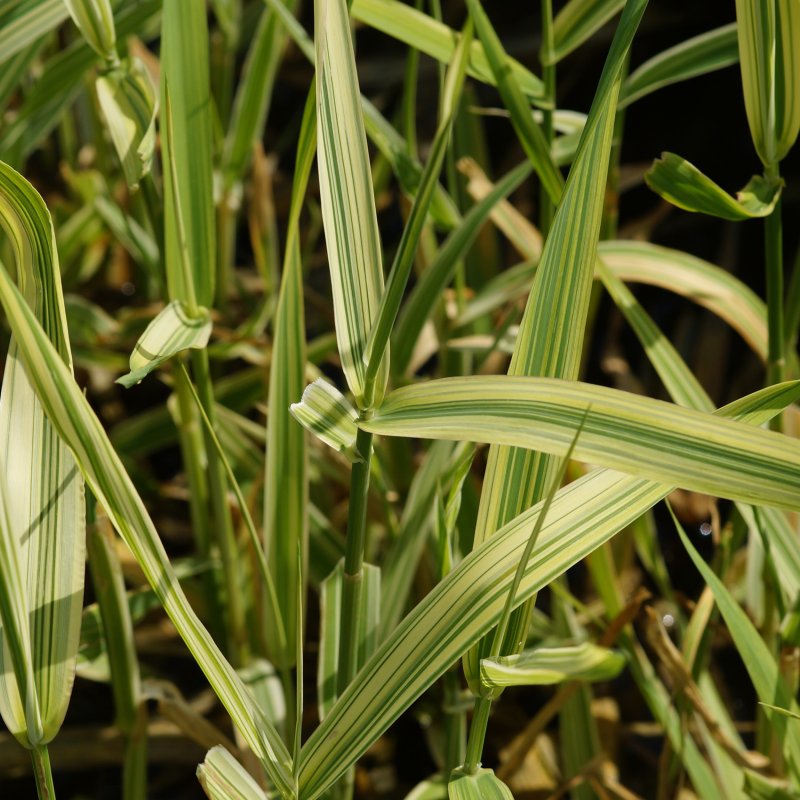 Двукисточник тростниковидный (Phalaris arundinacea).