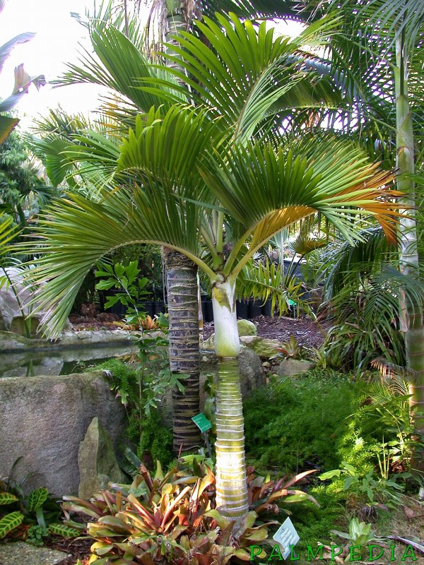 Howea belmoreana