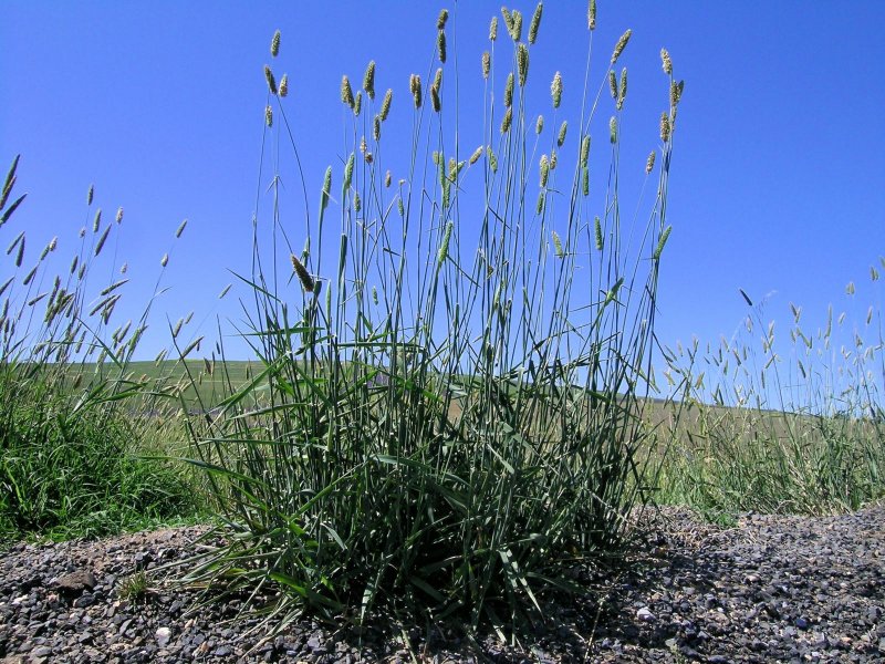 "Канареечник тростниковидный Phalaris arundinacea"