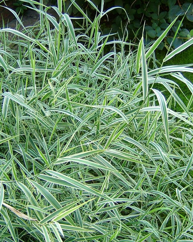 Фалярис arundinacea