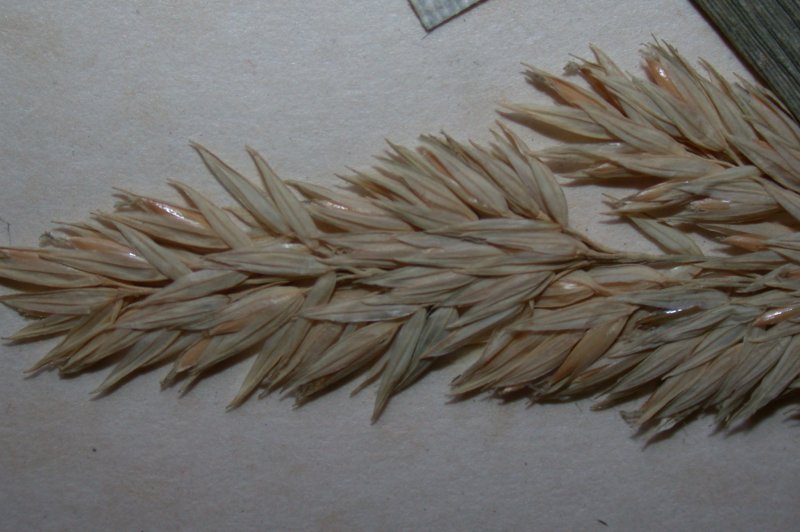 Phalaris arundinacea семена