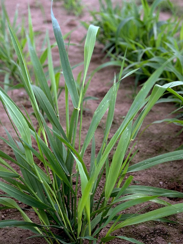Фалярис тростниковый (Phalaris arundinacea)