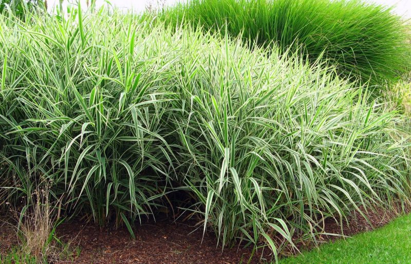 "Канареечник тростниковидный Phalaris arundinacea"