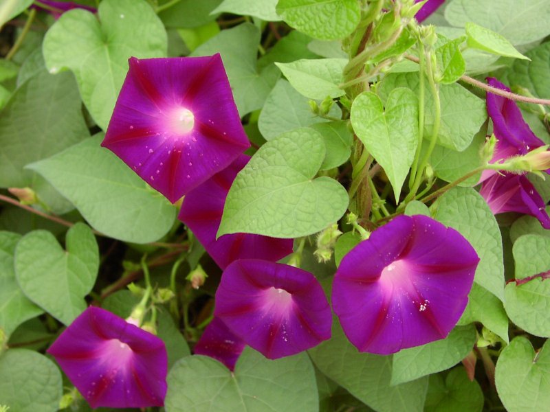 Ипомея пурпурная Ipomoea purpurea