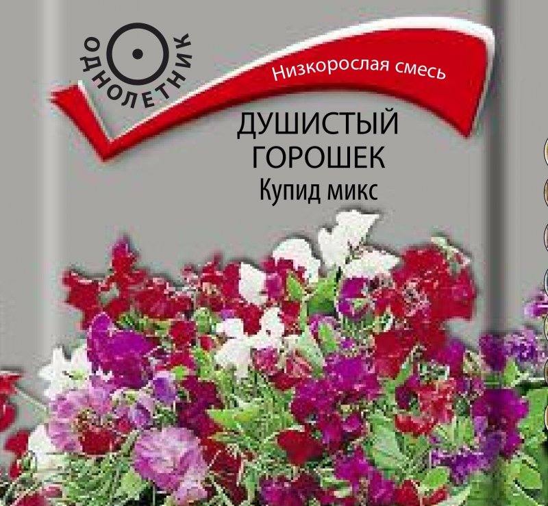 Душистый горошек Мисс Вильмонт
