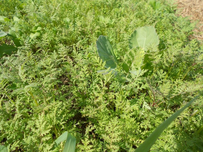 Марь белая (Chenopodium album)