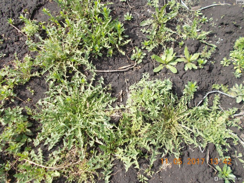 Латук Компасный (Lactuca serriola)