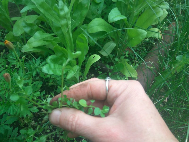 Амарант запрокинутый (Amaranthus retroflexus l.)