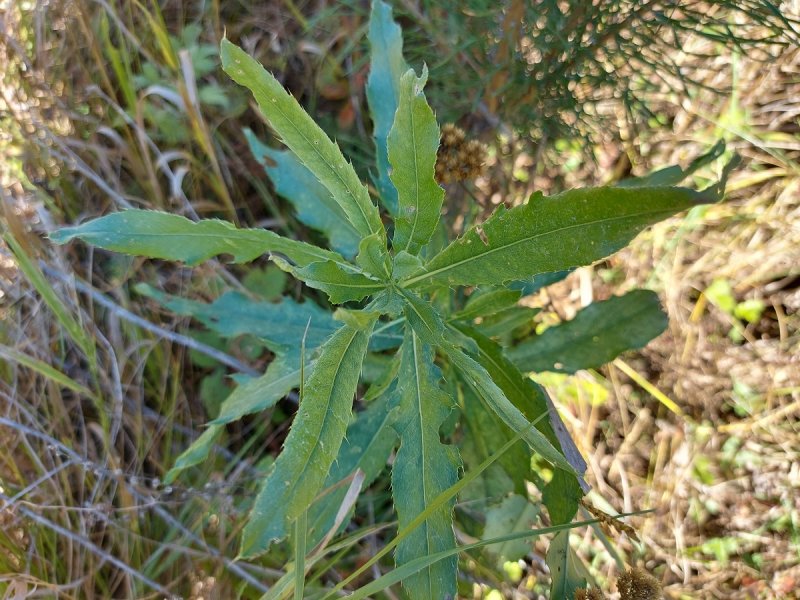 Амарант Колосистый (Amaranthus retroflexus l.)