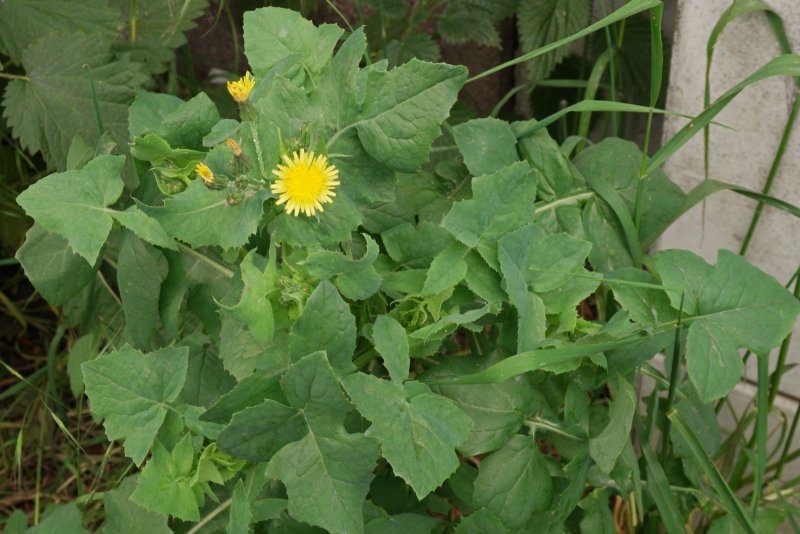 Lactuca virosa (латук ядовитый)