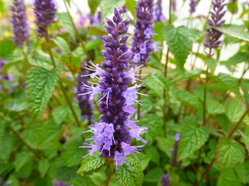 Многоколосник морщинистый (Agastache rugosa Kuntze)