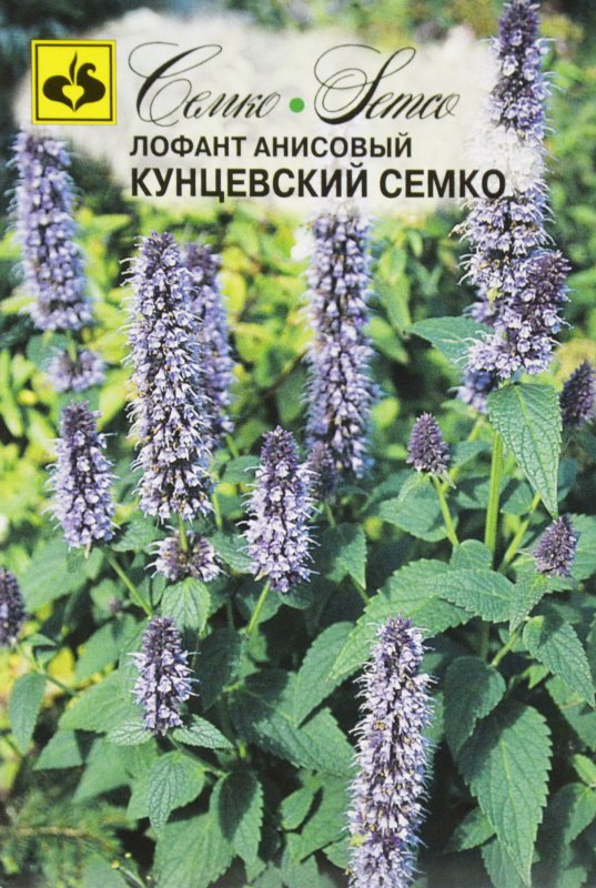 Лофант анисовый Кунцевский Семко