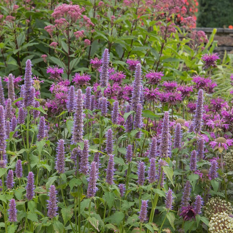 Agastache Foeniculum