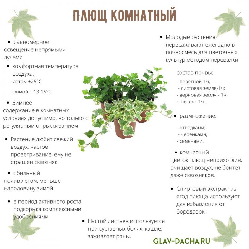 Плющ комнатный характеристика