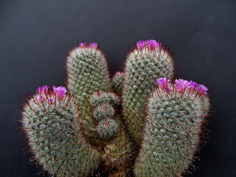 Кактус Mammillaria