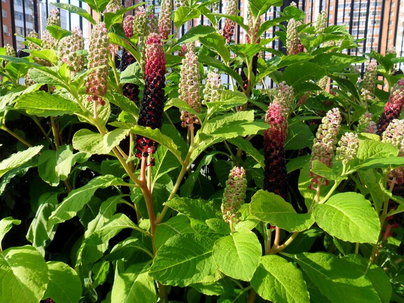 Phytolacca (лаконос американский)