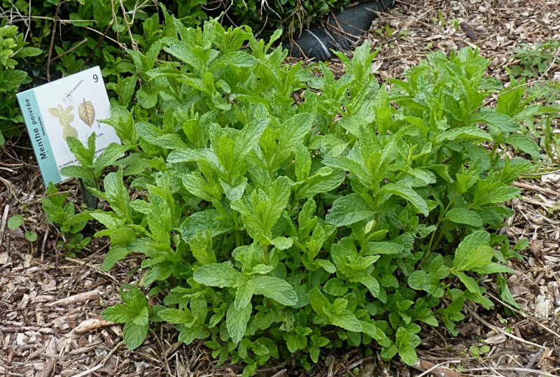 Мята перечная куст