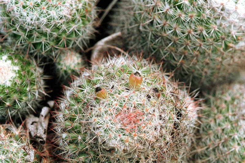 Mammillaria grahamii
