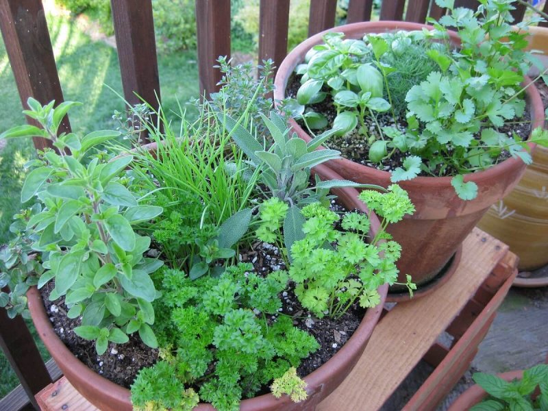 Кориандр кустовой