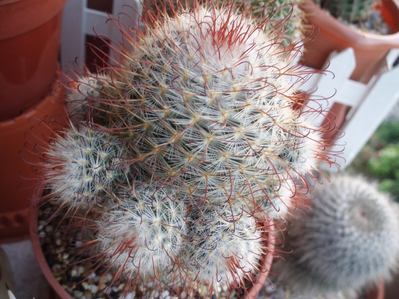 Кактус Mammillaria bombycina
