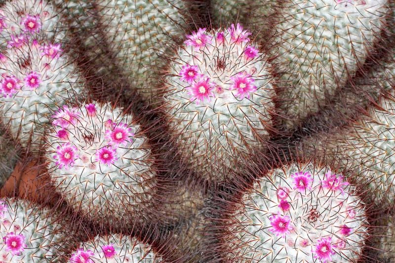 Кактус Mammillaria cowperae