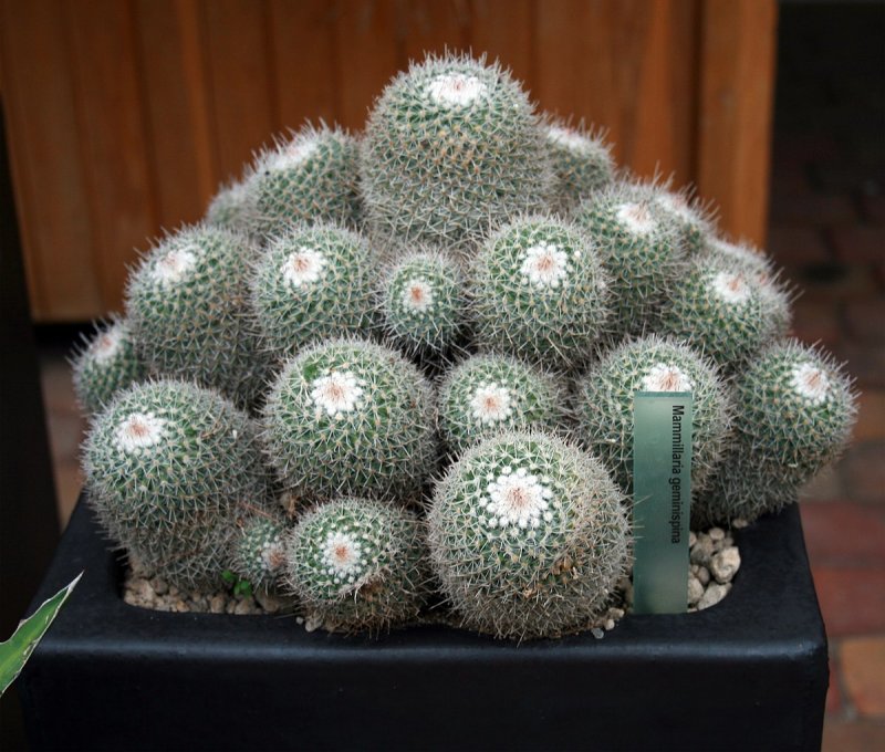 Mammillaria schumannii