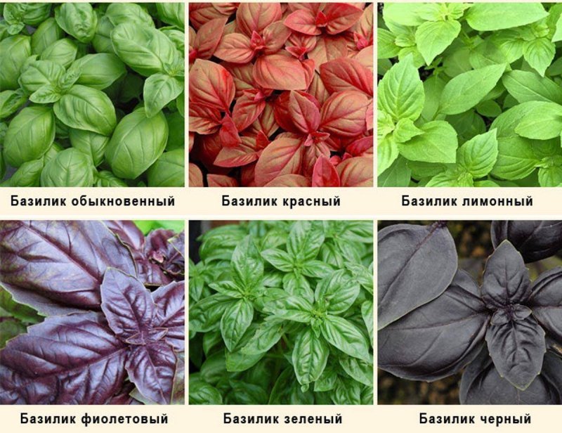 Базилик (Реган)