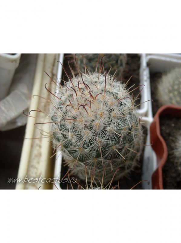 Кактус Mammillaria bombycina