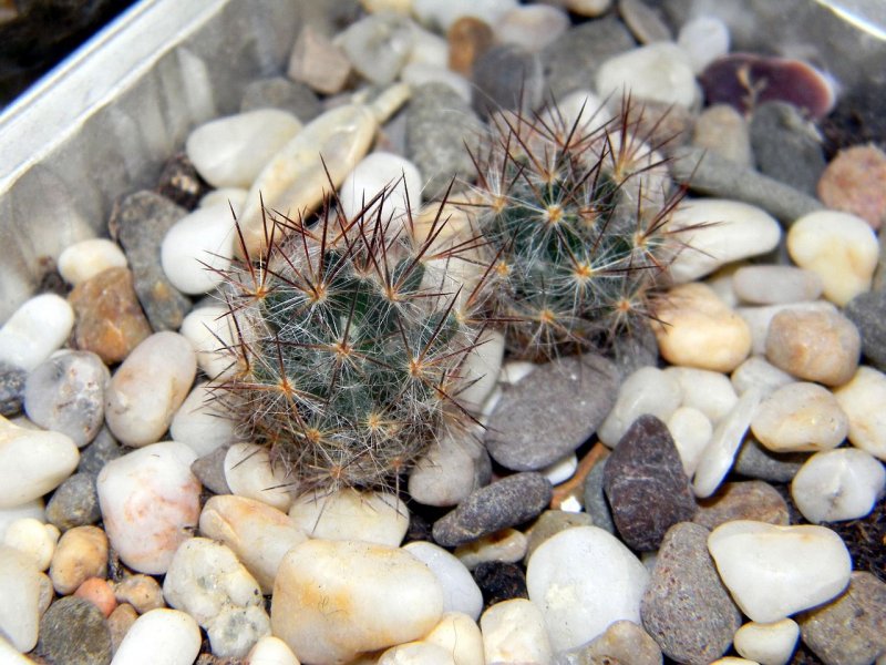 Mammillaria albilanata