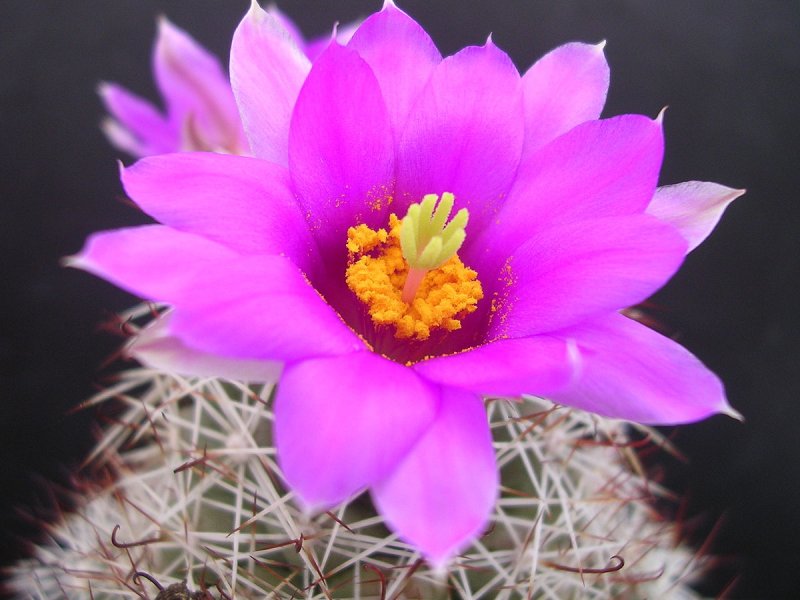 Mammillaria glassii