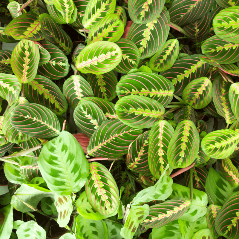Маранта leuconeura