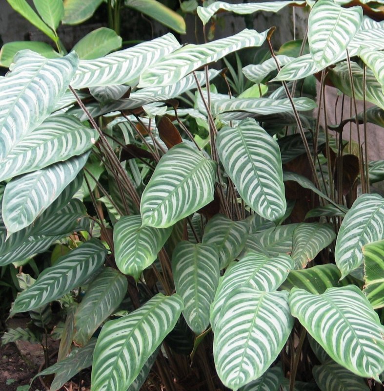 Маранта leuconeura