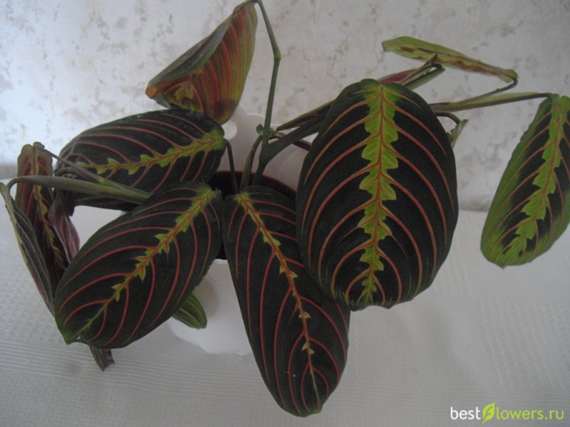 Маранта amabilis Mint