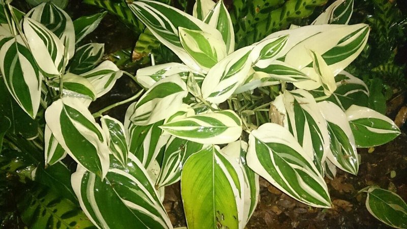 Maranta arundinacea