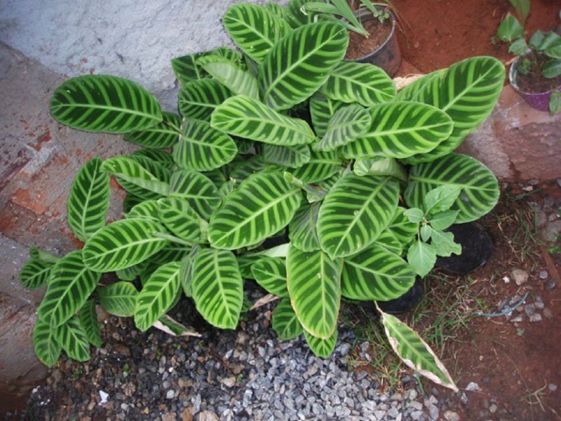 Маранта leuconeura amabilis