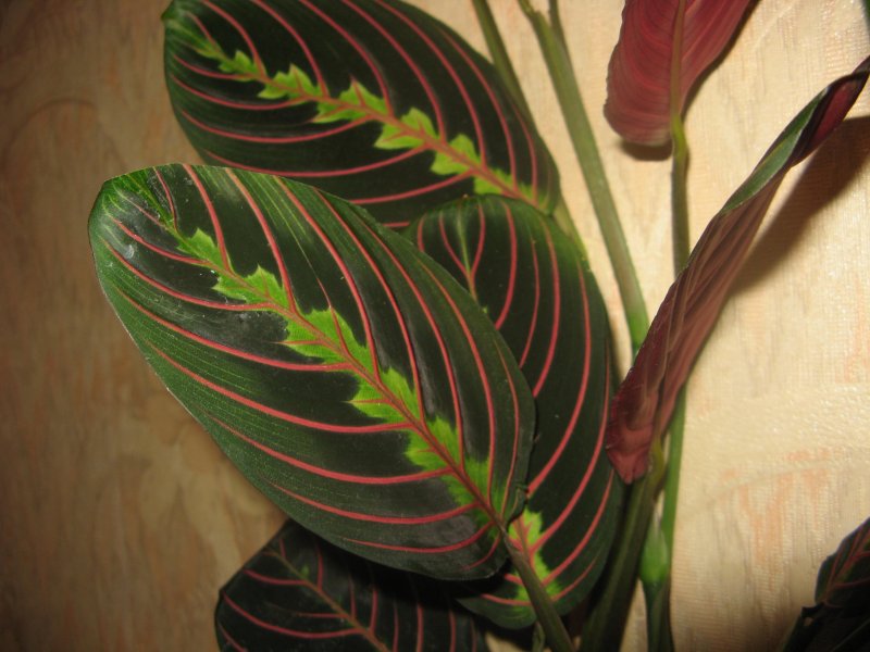 Маранта leuconeura