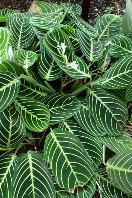 Маранта беложильчатая Maranta leuconeura