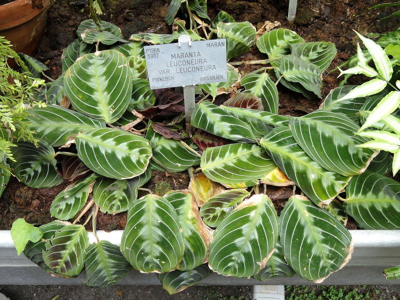 Маранта leuconeura kerchoveana