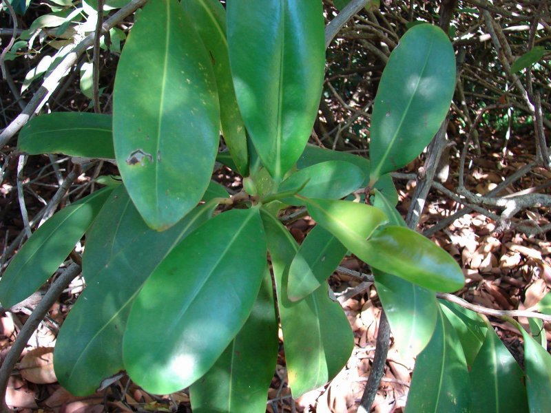 Норантея гвианская Norantea guianensis