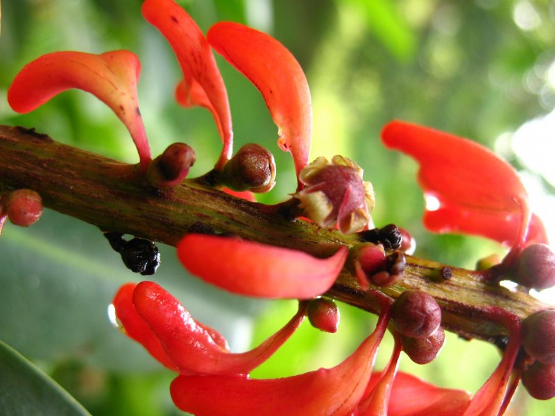 Норантея гвианская Norantea guianensis