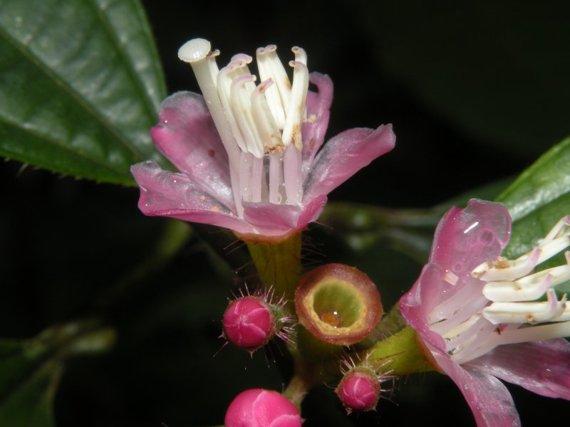 Норантея гвианская Norantea guianensis