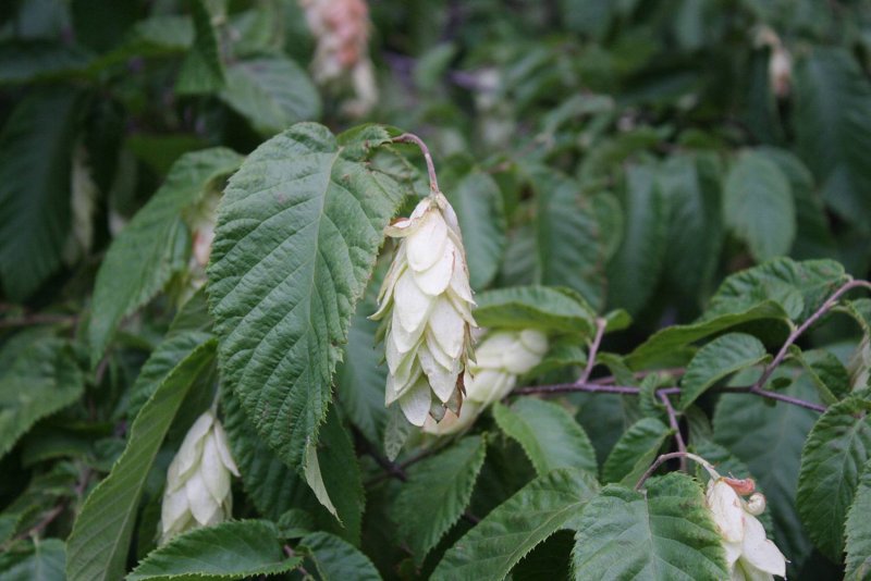 Marcgravia rectifolia