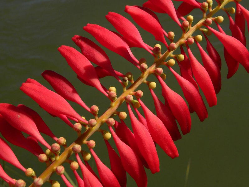 Норантея гвианская Norantea guianensis