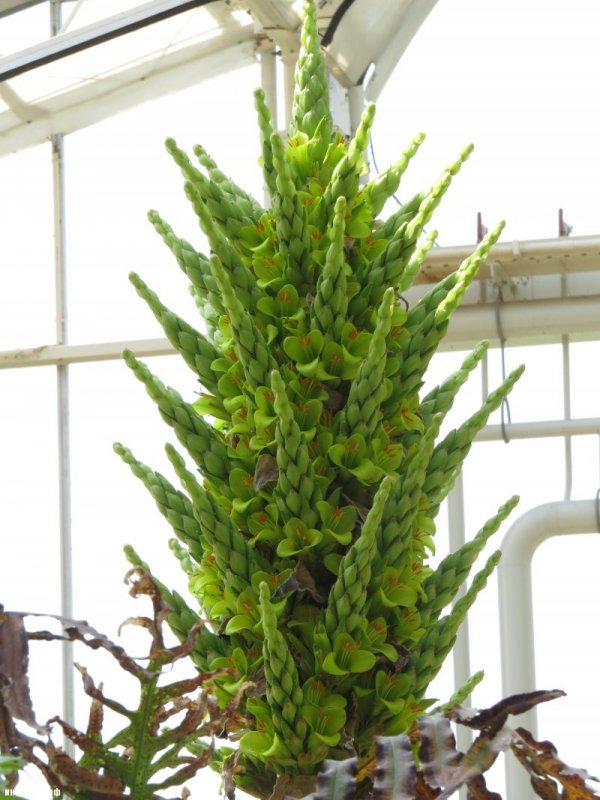 Mauritia flexuosa