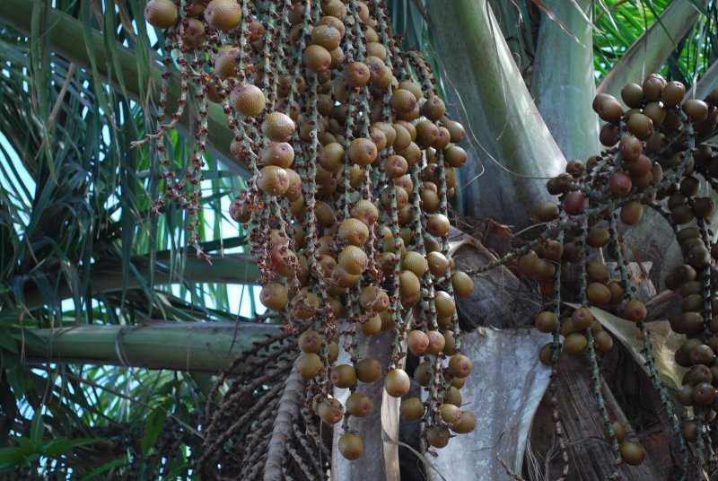 Norantea guianensis