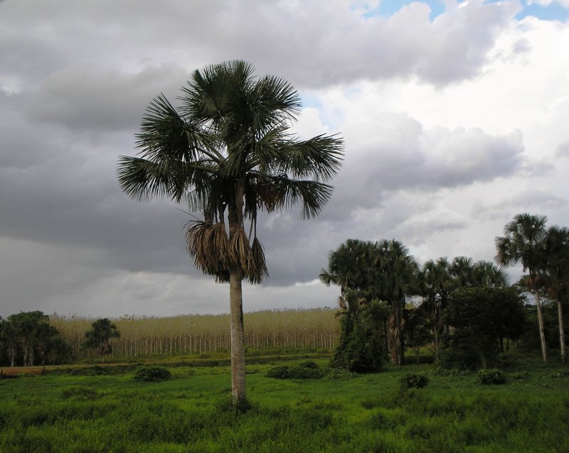 Мирт (Myrtus)