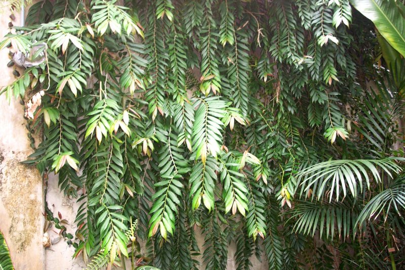 Marcgravia rectifolia