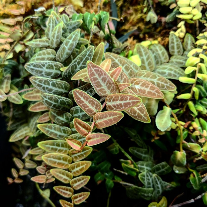 Marcgravia brownei