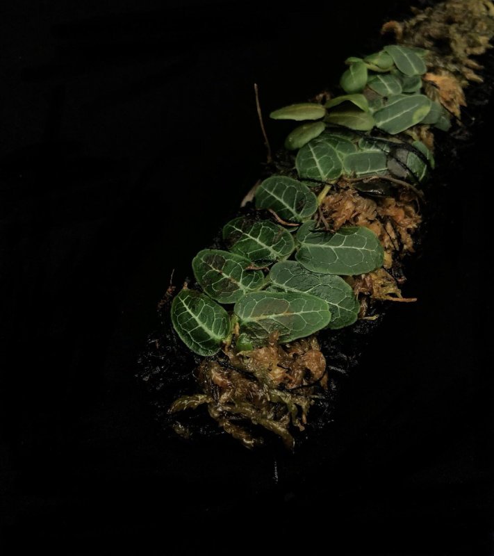 Marcgravia rectifolia