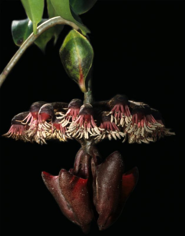 Marcgravia umbellata